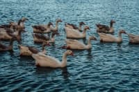 pexels-diego-giron-464799823-33069798