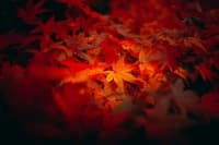 pexels-hugo-guillemard-2158157486-35205671